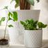 Plant Pot