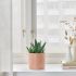Plant Pot