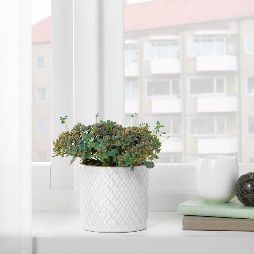 Plant Pot